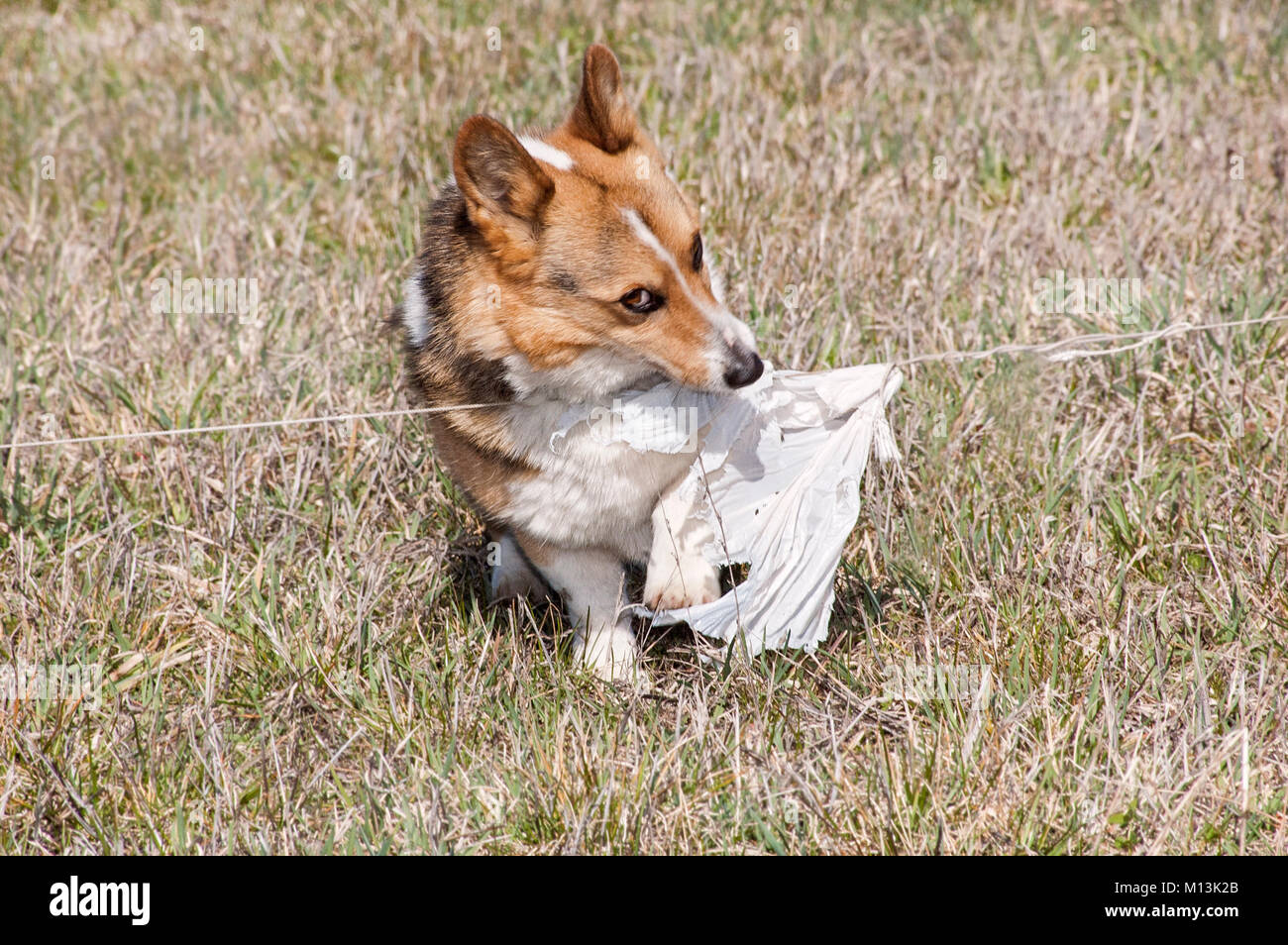 Corgi fangen die gefälschten Kaninchen in Lure Coursing Praxis Stockfoto