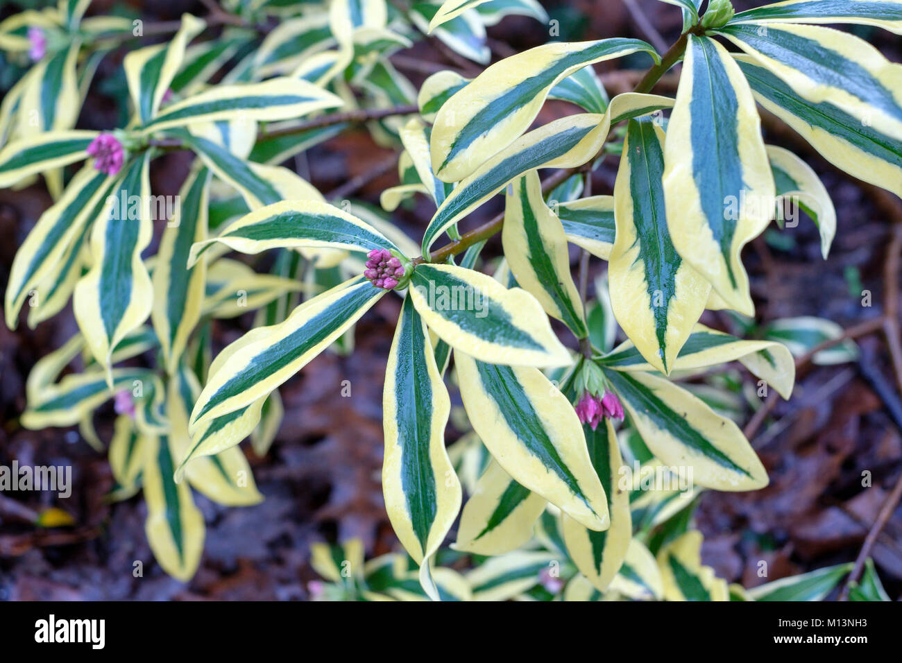 Rosa-lila Blüten und Knospen gelb-grün-bunte Blätter von Daphne odora Maejima im Januar Stockfoto