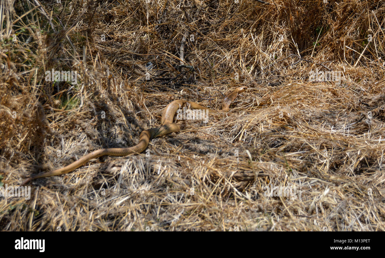 Ein Cape Cobra im Gras im südlichen afrikanischen Savanne Stockfoto