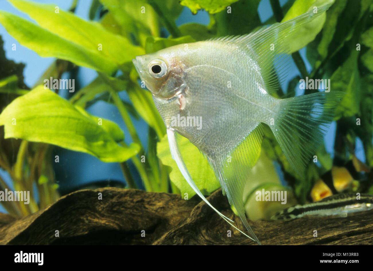 Pterophyllum skalar -Fotos und -Bildmaterial in hoher Auflösung – Alamy