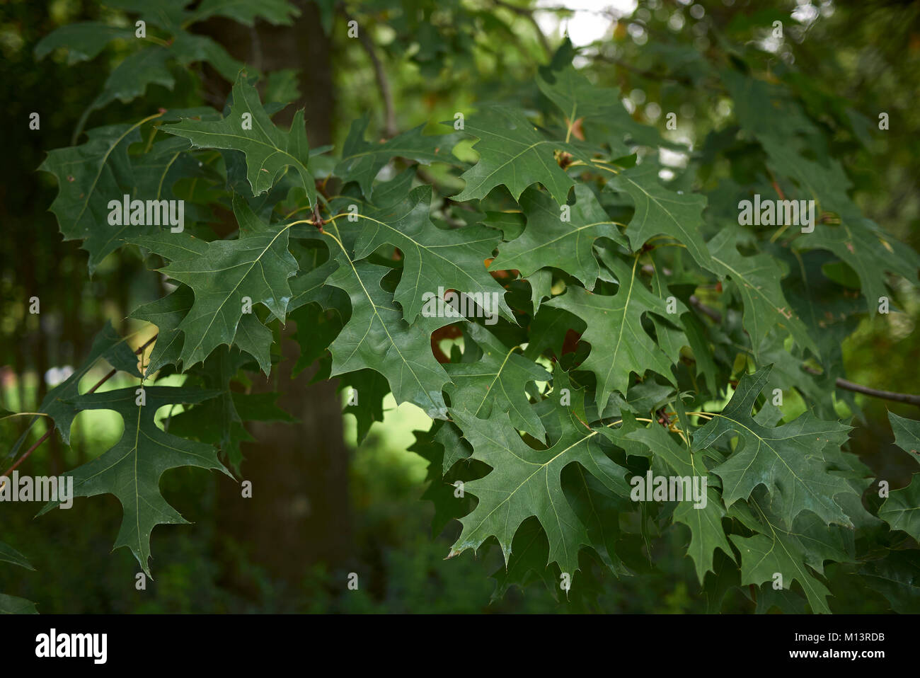 Quercus palustris Stockfoto