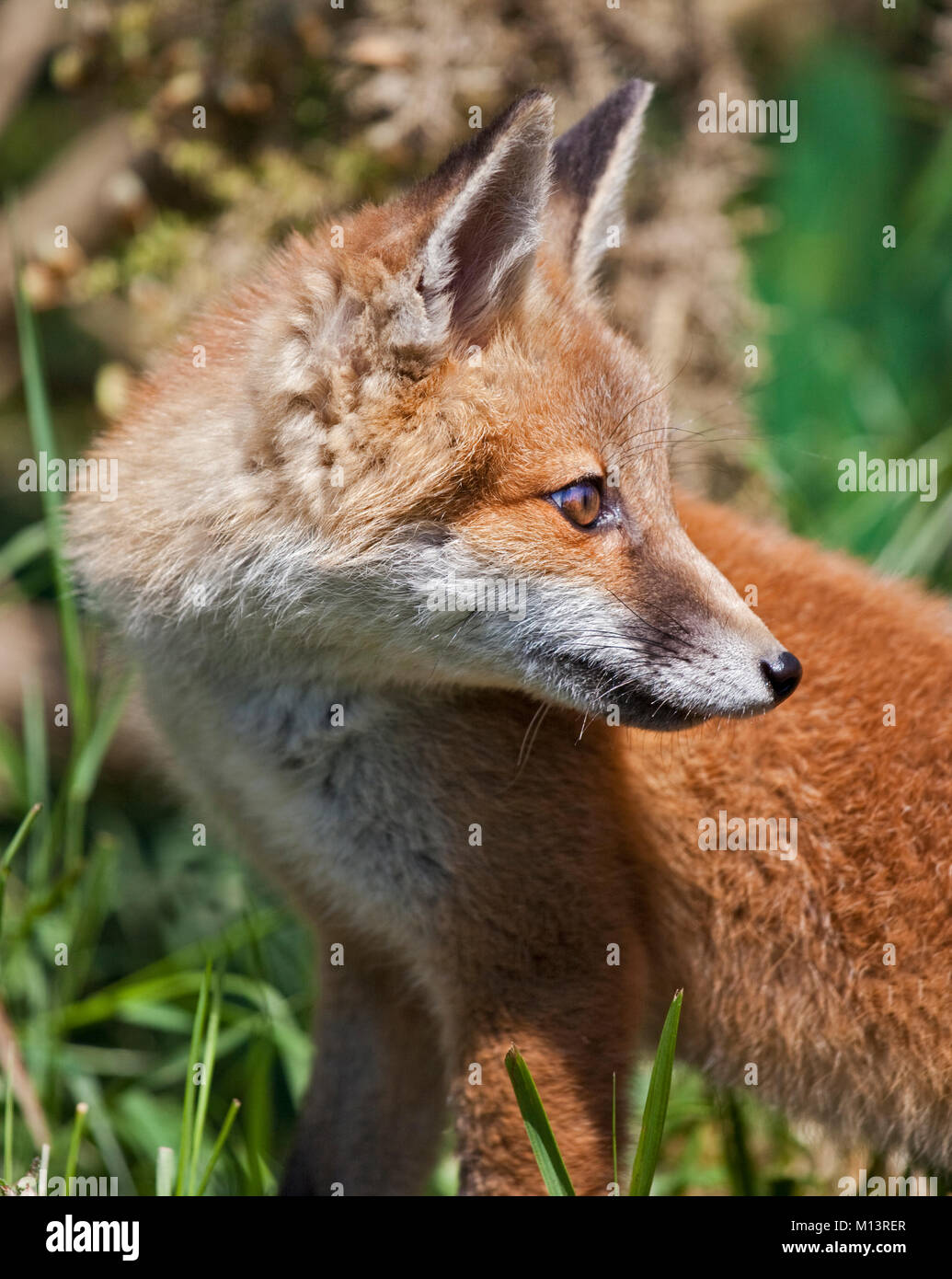Juvenile Red Fox (Vulpes vulpes Stockfoto