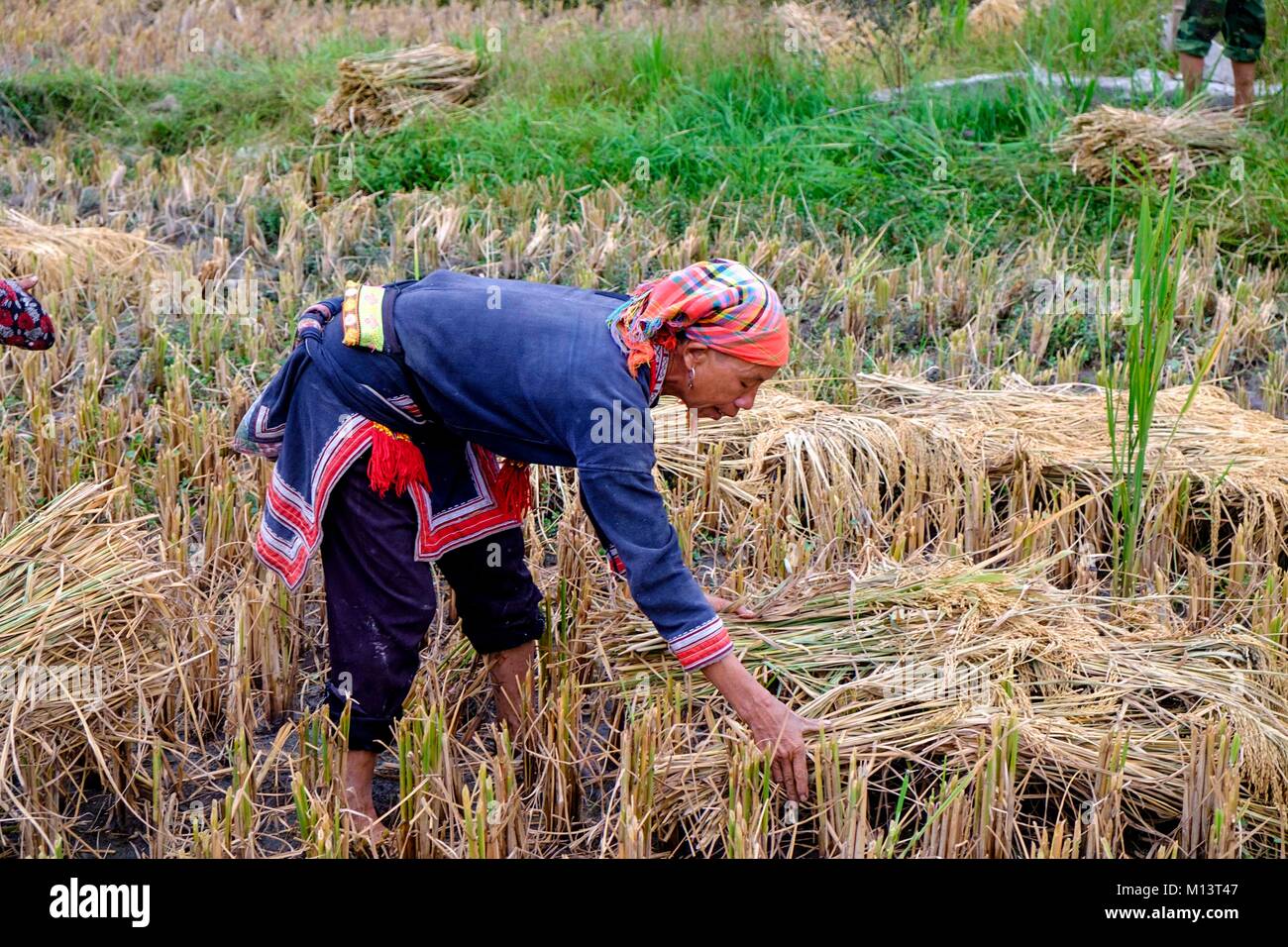 Vietnam, Ha Giang, Hoang Su Phi, rot Dao etnic Gruppe Frauen Ernte von Reis Stockfoto