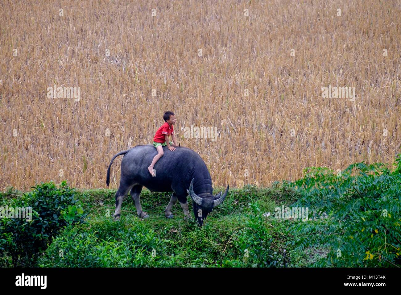Vietnam, Ha Giang, Hoang Su Phi, Junge auf seinem Büffel Stockfoto
