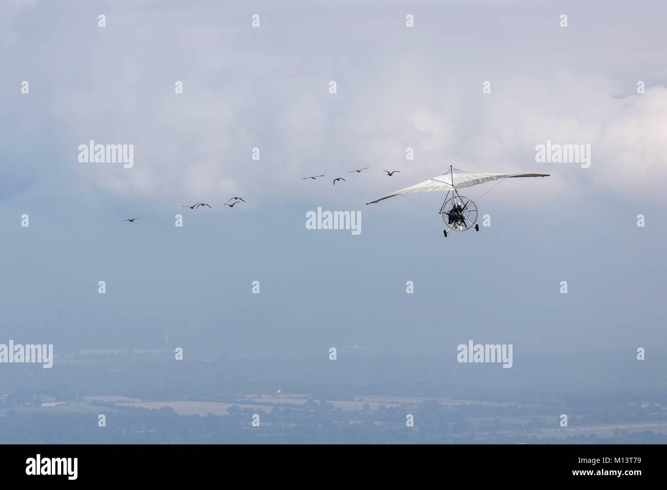 Frankreich, Loire Atlantique, Campbon, Weightshift Ultraleichtflugzeug und barnacle Gänse fliegen zusammen (Luftbild) Stockfoto