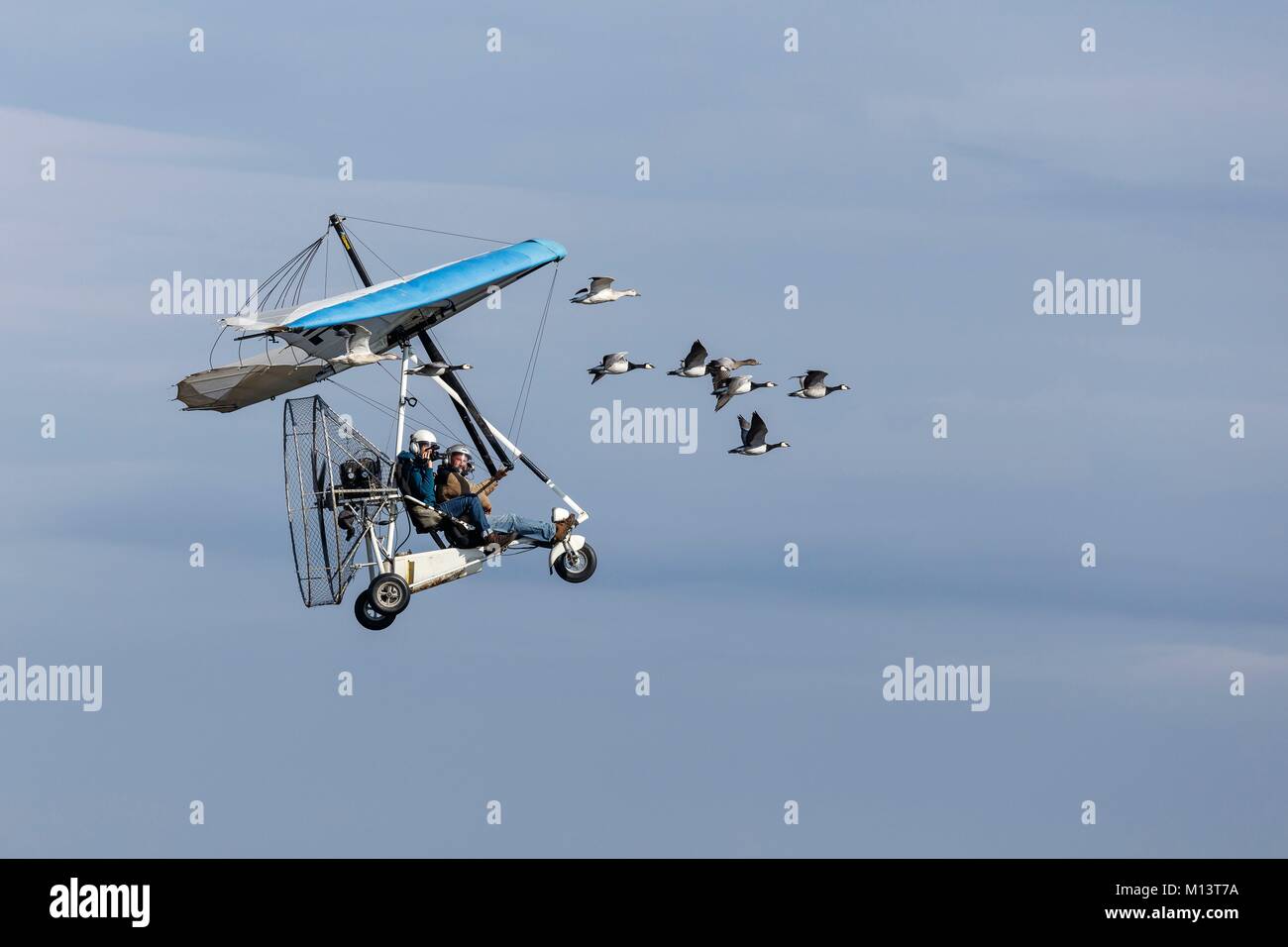 Frankreich, Loire Atlantique, Campbon, Weightshift Ultraleichtflugzeug und barnacle Gänse fliegen zusammen (Luftbild) Stockfoto