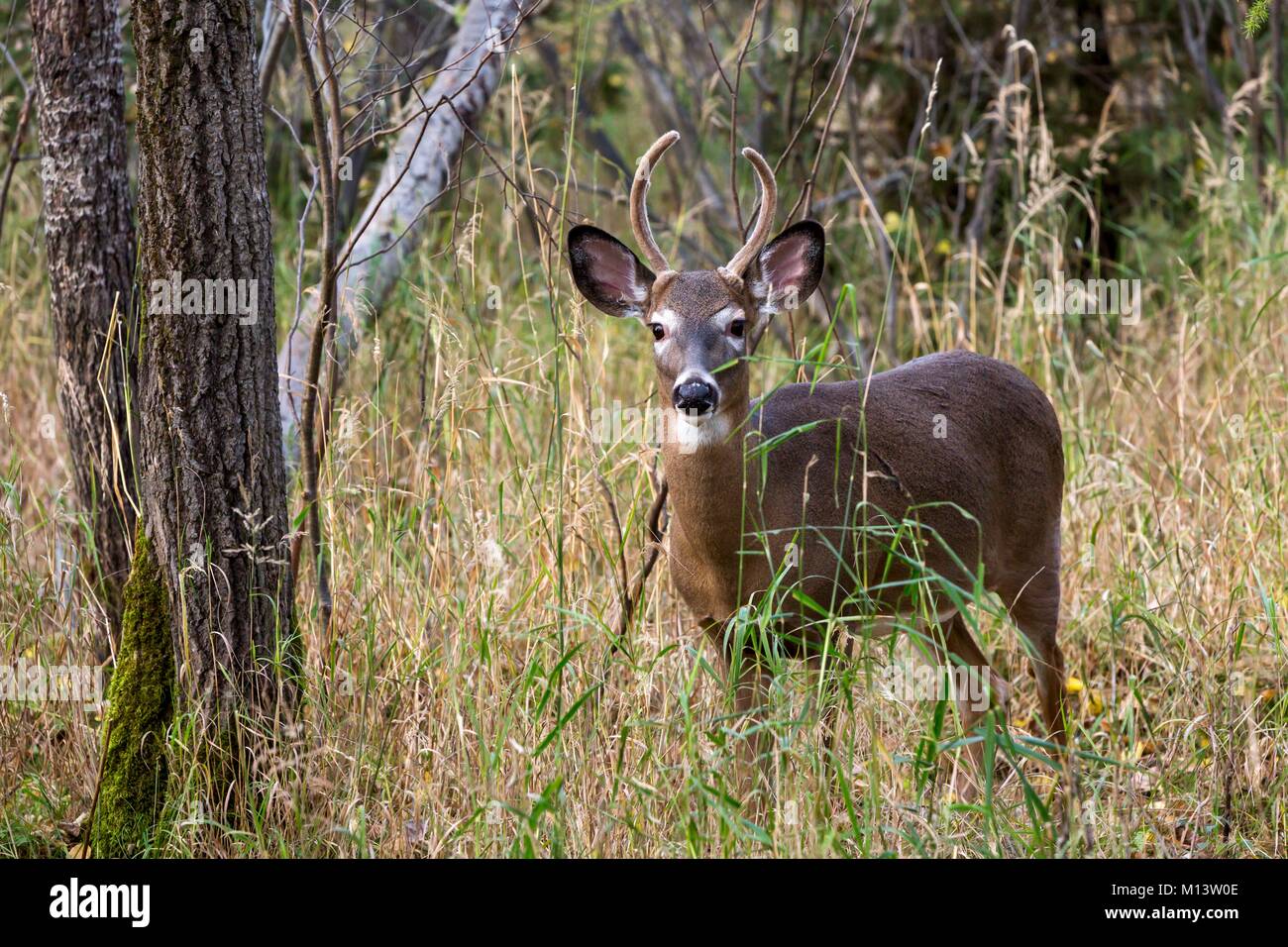 Kanada, Provinz Quebec, Region Abitibi-Témiscamingue Amos, pageau Zuflucht, Zoo, Weißwedelhirsche (Odocoileus virginianus) in einem Herbst Unterholz Stockfoto