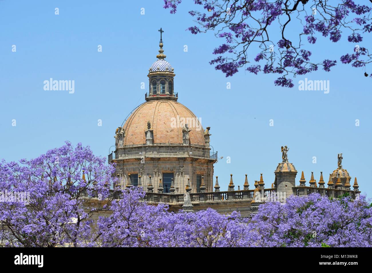 Spanien, Andalusien, Jerez de la Frontera, Jacaranda und Catedral Stockfoto