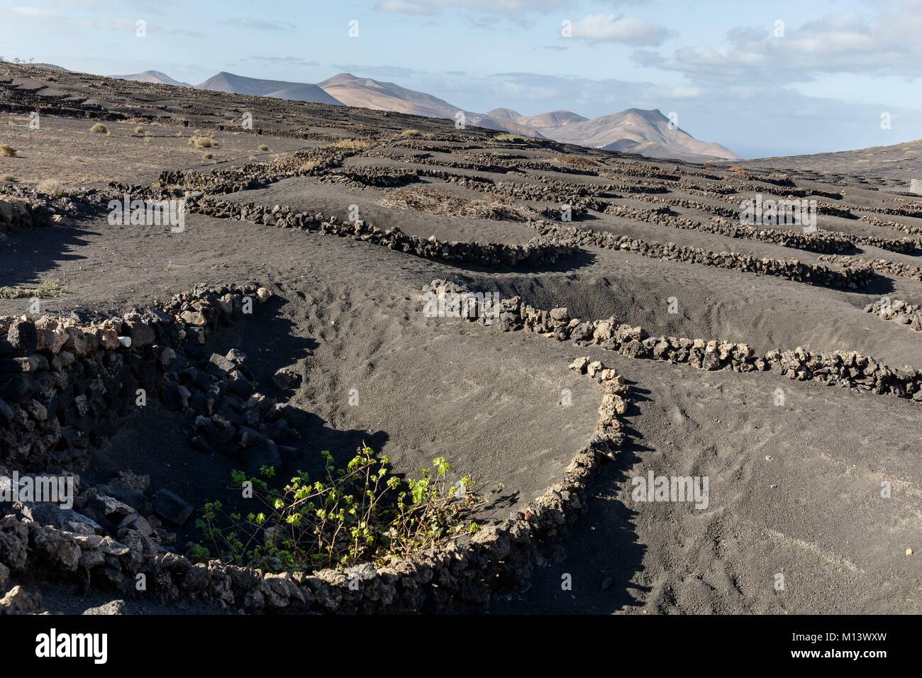 Spanien, Kanarische Inseln, Lanzarote, La Geria, Weinberge, geschützt durch Stein niedrigen Mauern in lapilli (vulkanischen Sand) vor der Vulkane Stockfoto