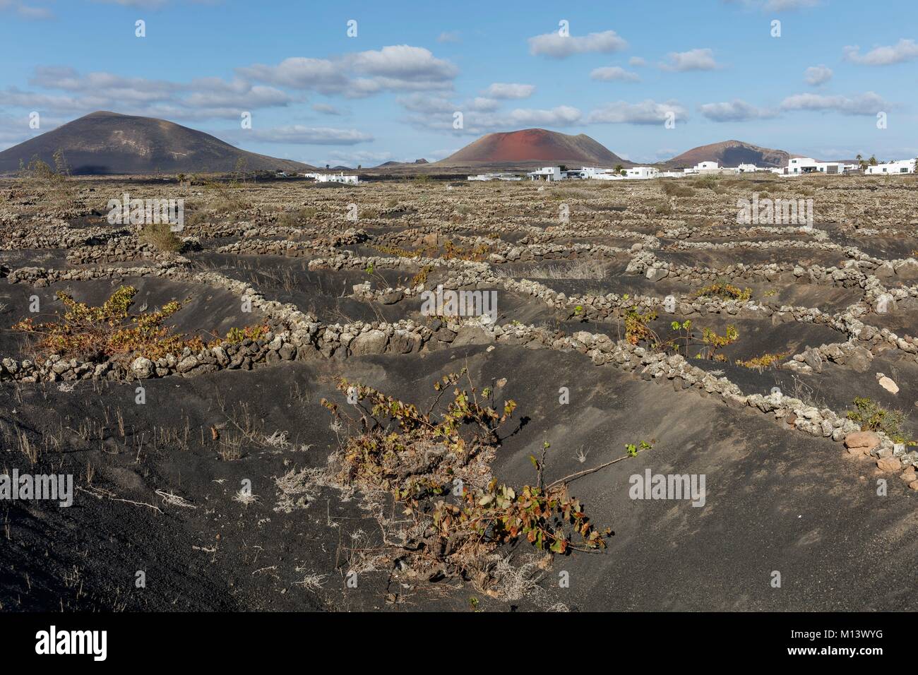 Spanien, Kanarische Inseln, Lanzarote, Masdache, Weinberge, geschützt durch Stein niedrigen Mauern in lapilli (vulkanischen Sand) vor der Vulkane Stockfoto