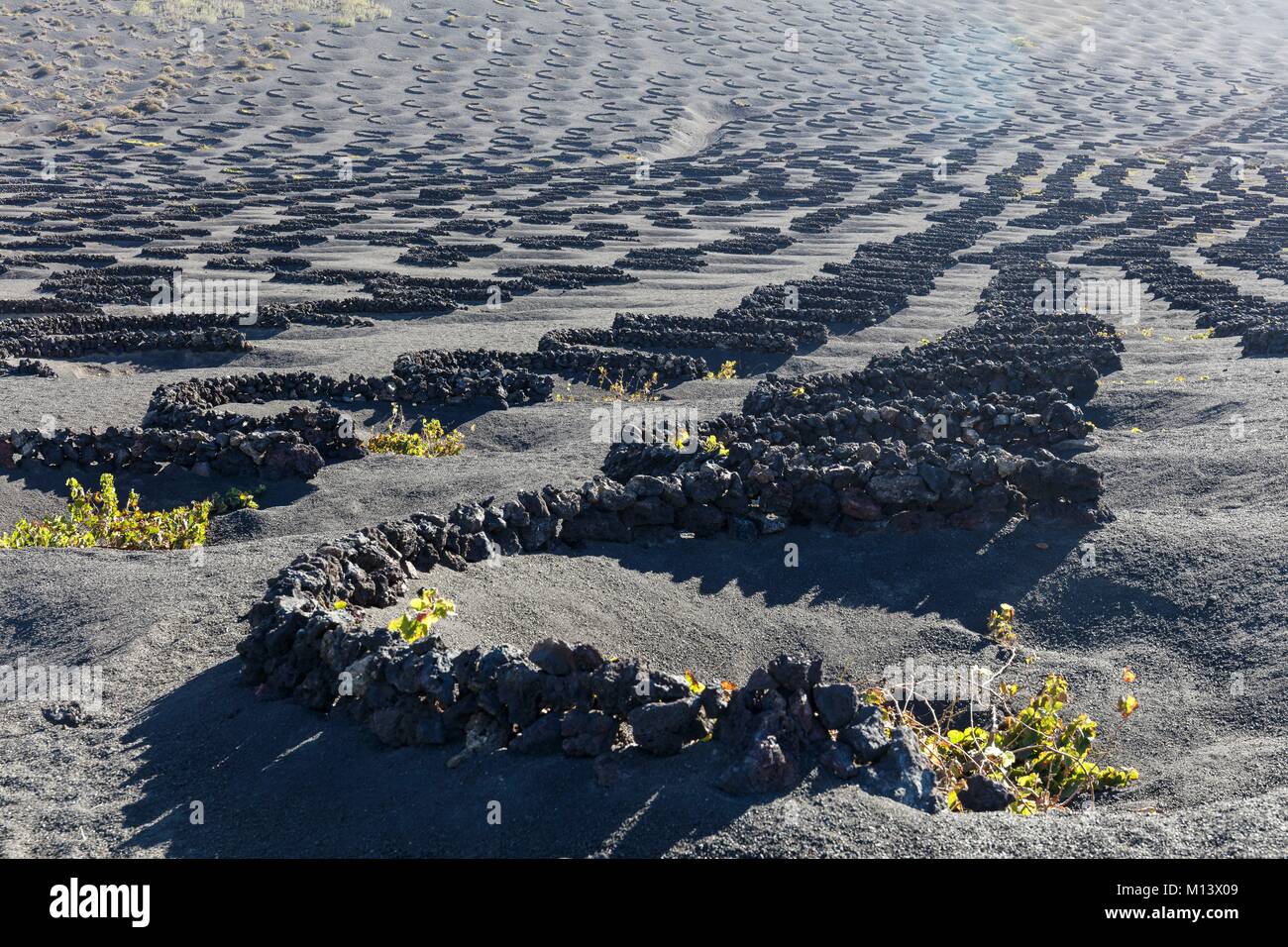 Spanien, Kanarische Inseln, Lanzarote, La Geria, Weinberge durch die niedrigen Mauern aus Stein in lapilli (vulkanischen Sand geschützt) Stockfoto