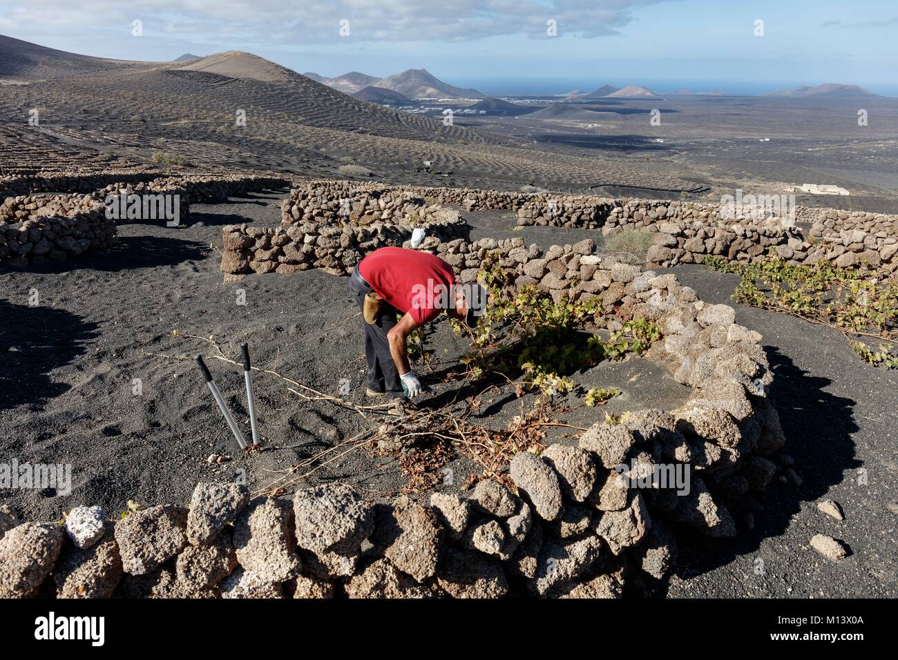 Spanien, Kanarische Inseln, Lanzarote, La Geria, vinegrower Beschneidung der Weinstock, geschützt durch Stein niedrigen Mauern in lapilli (vulkanischen Sand) vor der Vulkane Stockfoto