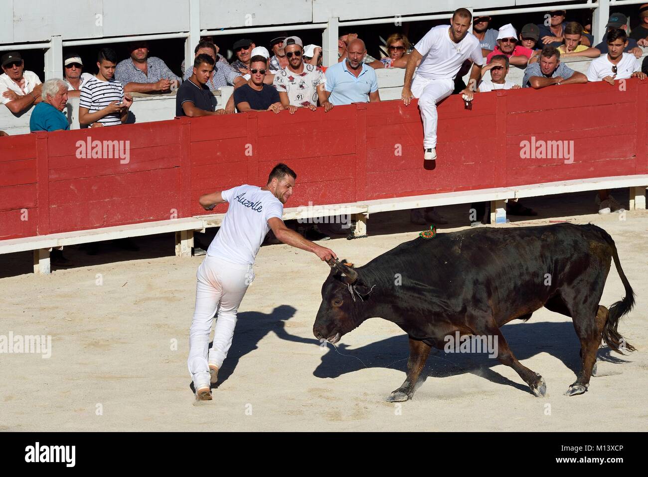 Frankreich, Bouches-du-Rhone, Arles, der Kurs camarguaise der Cocarde d'Or an der Arenen, die loic Auzolle raseteur versucht, das preisgekrönte Attribute auf die Hörner des Stiers zu fangen Stockfoto