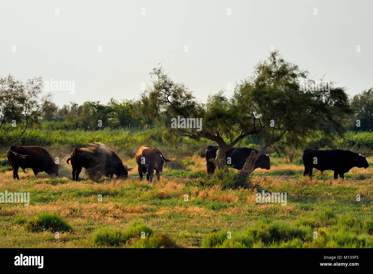 Frankreich, Bouches-du-Rhone, Parc naturel Regional de Camargue (Regionaler Naturpark der Camargue), Vaccares Teich, Brava Rinderrasse, die Zucht von ganaderias der so genannten Spanischen Stiere für den Stierkampf Stockfoto