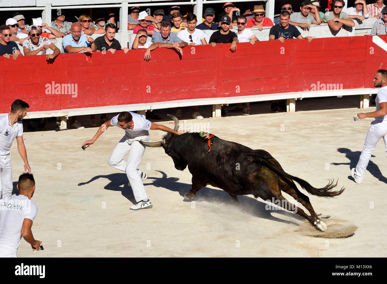 Frankreich, Bouches-du-Rhone, Arles, der Kurs camarguaise der Cocarde d'Or an der Arenen, raseteur versucht, das preisgekrönte Attribute auf die Hörner des Stiers zu fangen Stockfoto