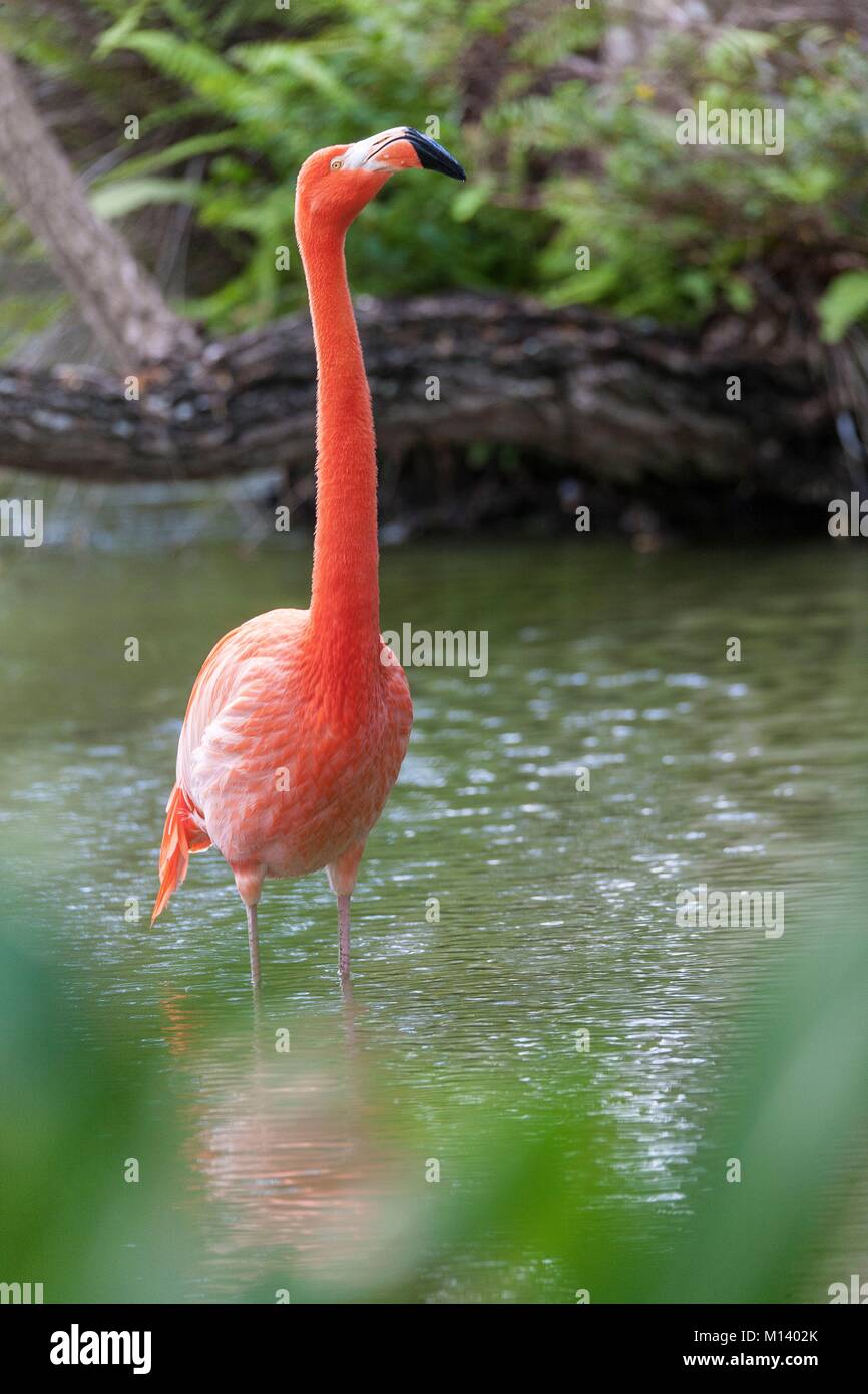 Kuba, Provinz Sancti Spiritus, der Nationalpark von Caguanes, Flamingo Stockfoto