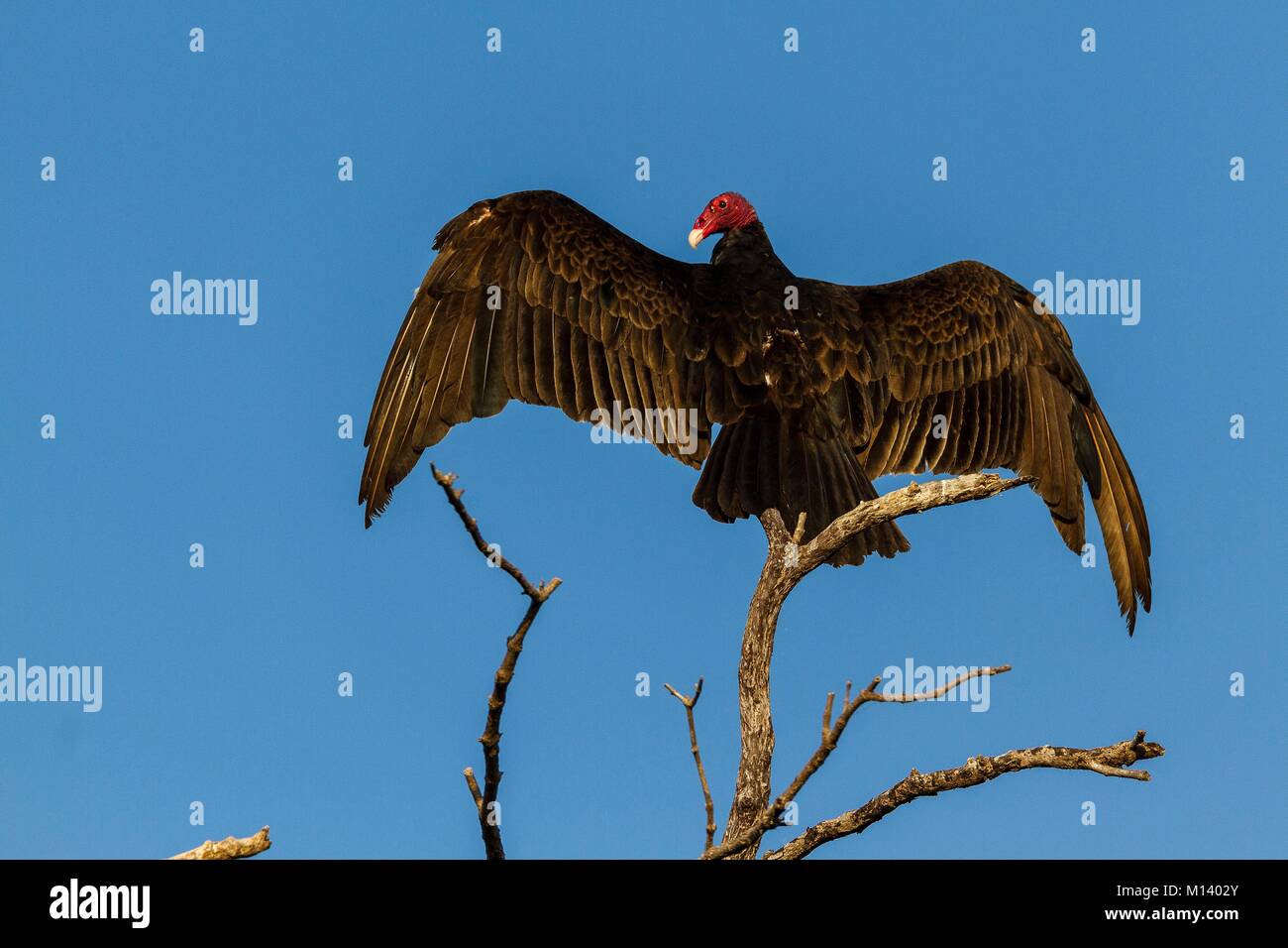 Kuba, Provinz Sancti Spiritus, der Nationalpark von Caguanes, Red-breasted Geier (Cathartes Aura) Stockfoto