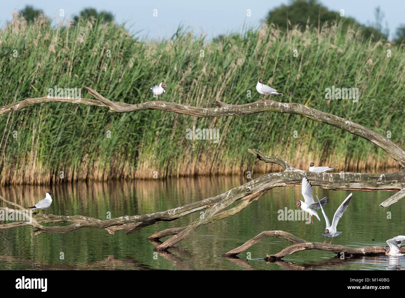 Frankreich, Indre, Rosnay, Regionalen Naturparks der Brenne, Etang Masse Sternwarte, schwarze Leitung Möwe (Chroicocephalus ridibundus) Stockfoto
