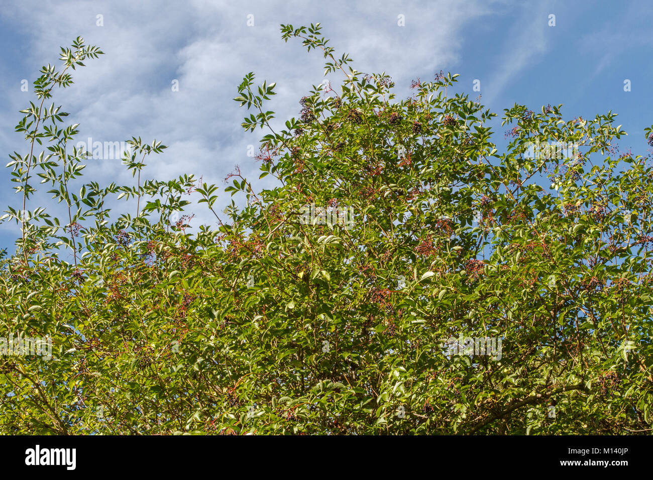 Schwarzer Holunder (Sambucus nigra), Obst, Galizien, Spanien. Stockfoto