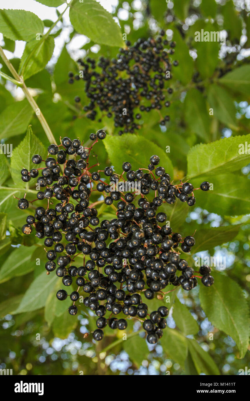 Schwarzer Holunder (Sambucus nigra), Obst, Galizien, Spanien. Stockfoto