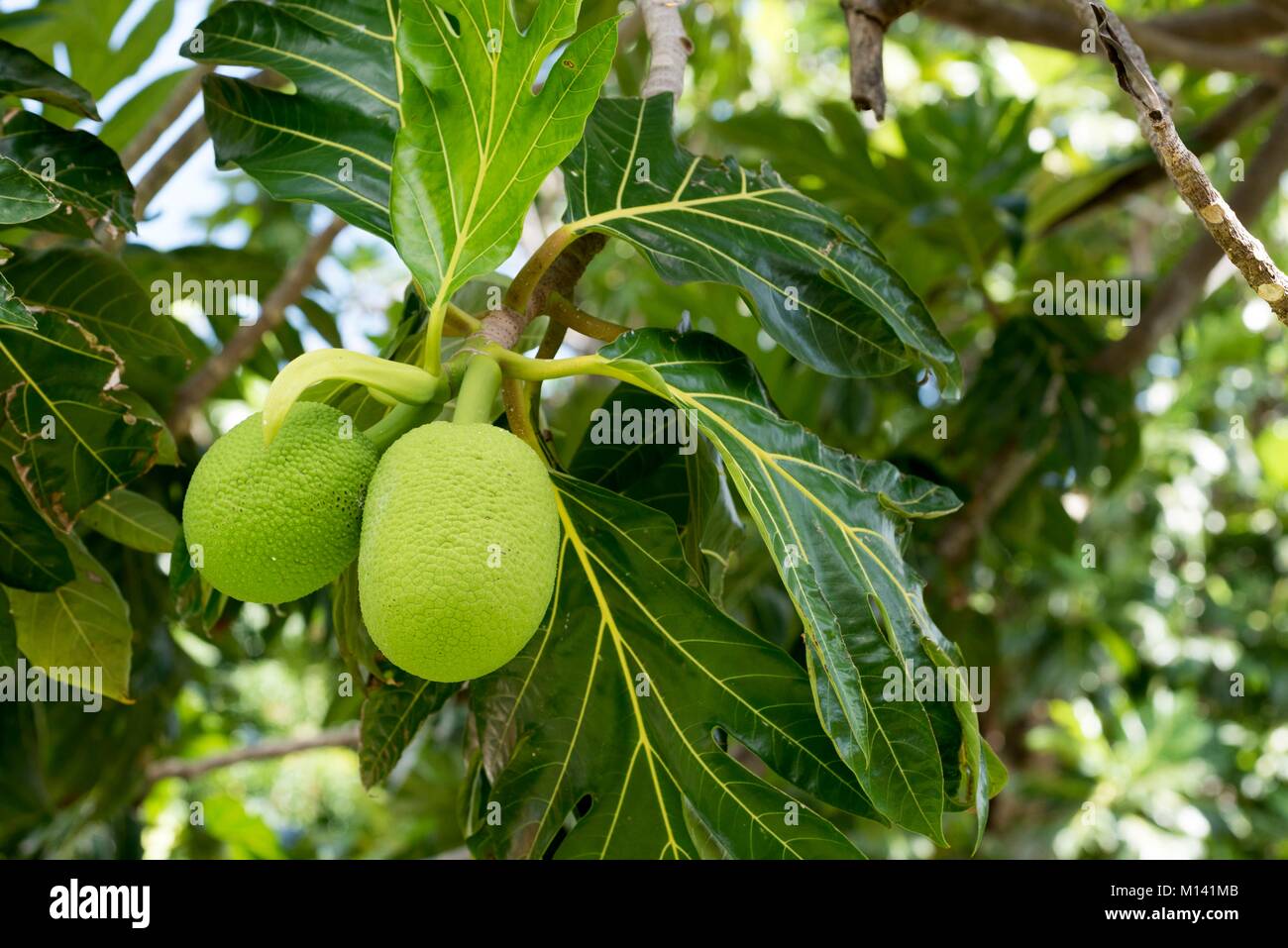 Frankreich, Französisch Polynesien, Marquesas Archipel, Ua Huka Insel, Hane, Brotfruchtbaum (Artocarpus altilis) Stockfoto