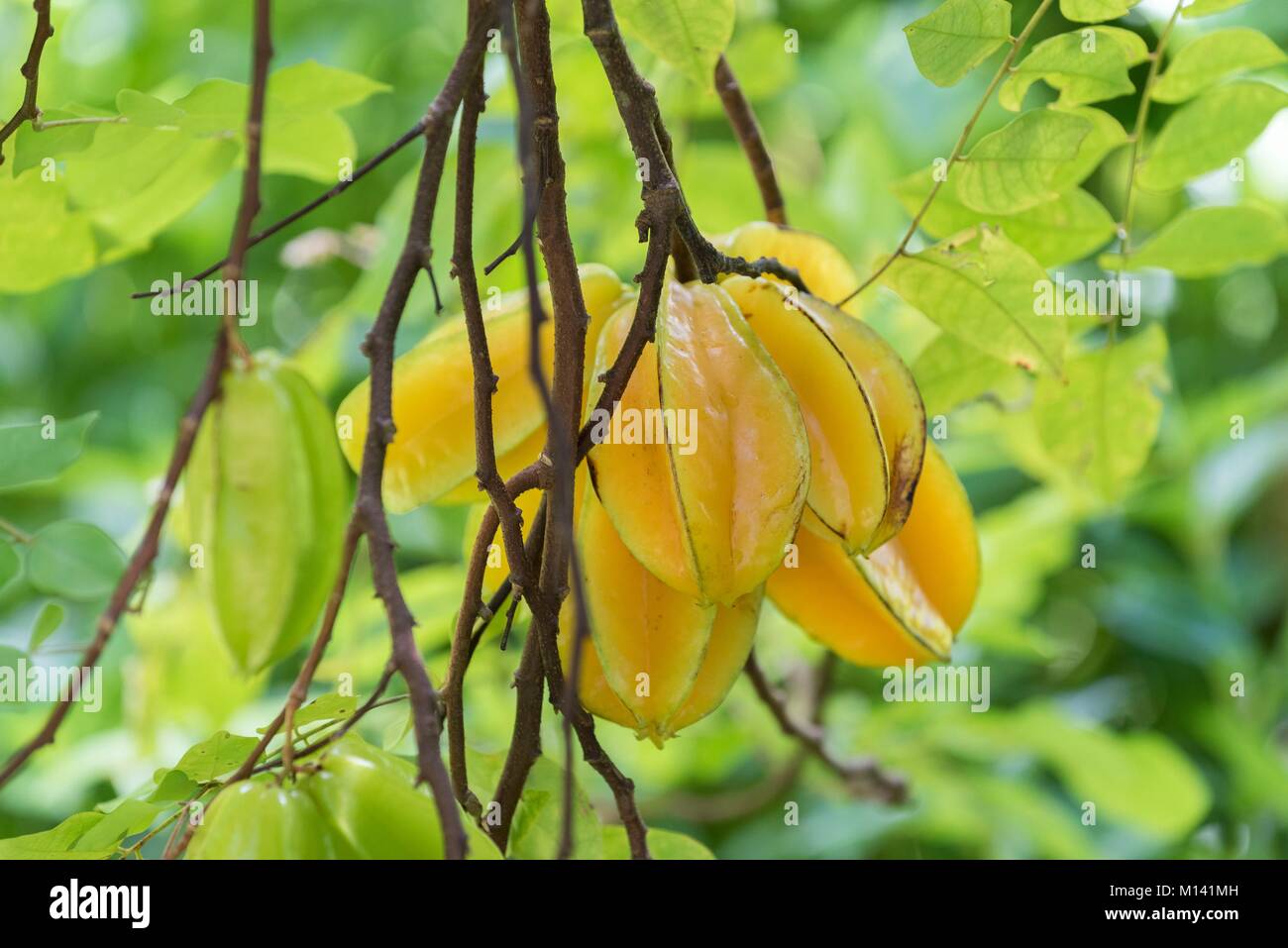 Frankreich, Französisch Polynesien, Marquesas Archipel, Ua Huka Insel, Papuakeikaa Arboretum, Sternfrucht (Averrhoa carambola) Stockfoto