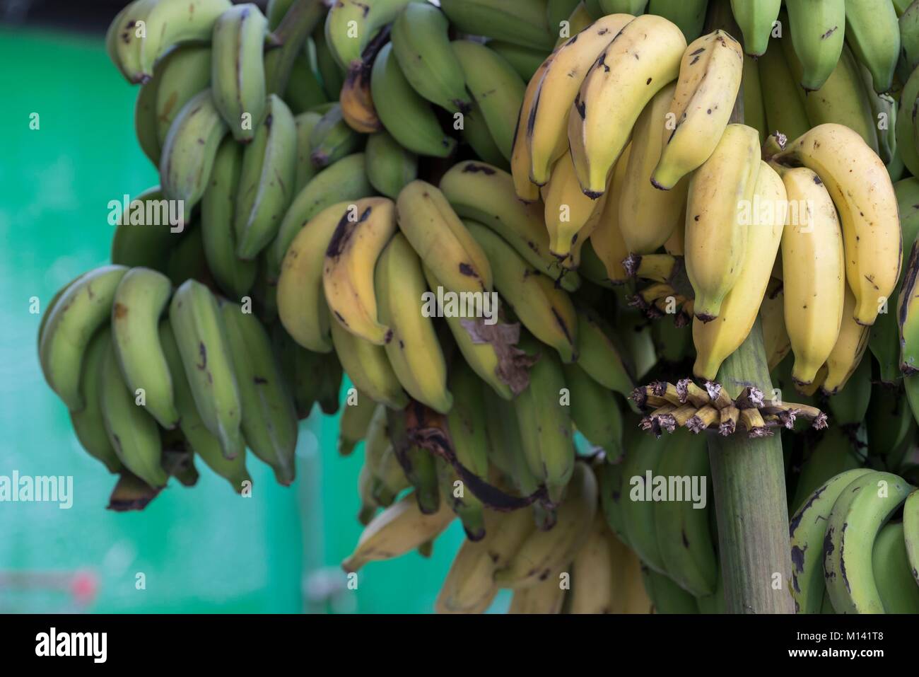 Frankreich, Französisch Polynesien, Marquesas Archipel, Nuku Hiva Insel, Taiohae, Bananen Stockfoto