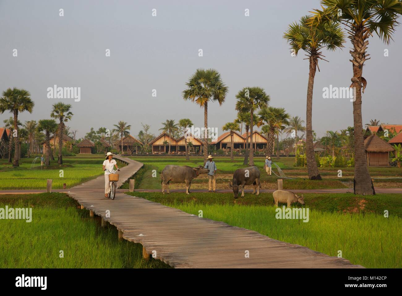 Kambodscha, Siem Reap, Bike Mitarbeiter von Phum Baitang auf Gehweg mitten in den Reisfeldern des Hotels Stockfoto