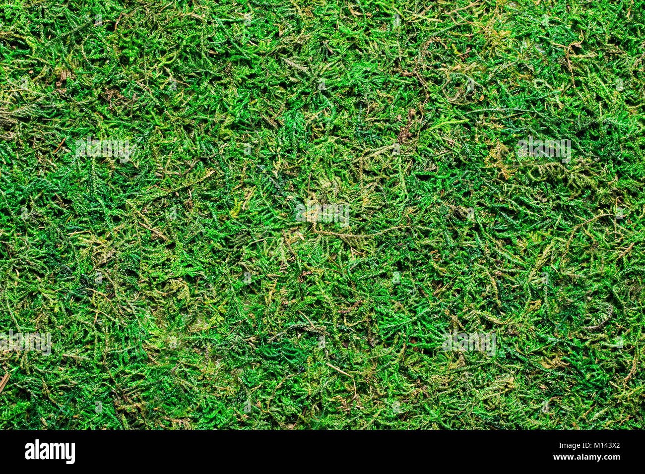 Natürlichen Hintergrund von frischem grünen pelzigen Beschichtung von Moosen Stockfoto