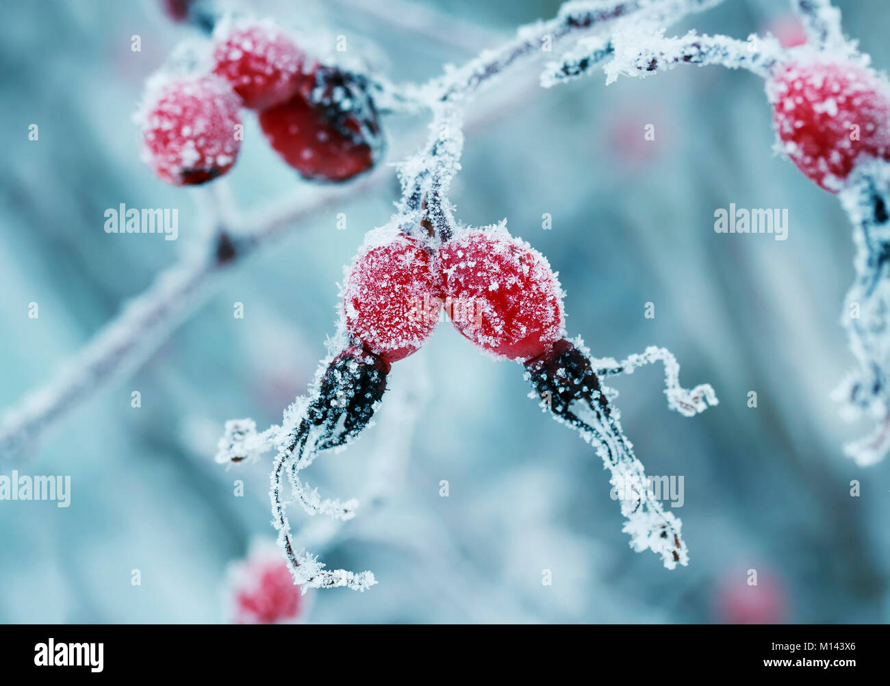 Leuchtend rosa Beeren von Wild Rose mit weißen frosty Kristalle von Frost im Winter Garten abgedeckt Stockfoto
