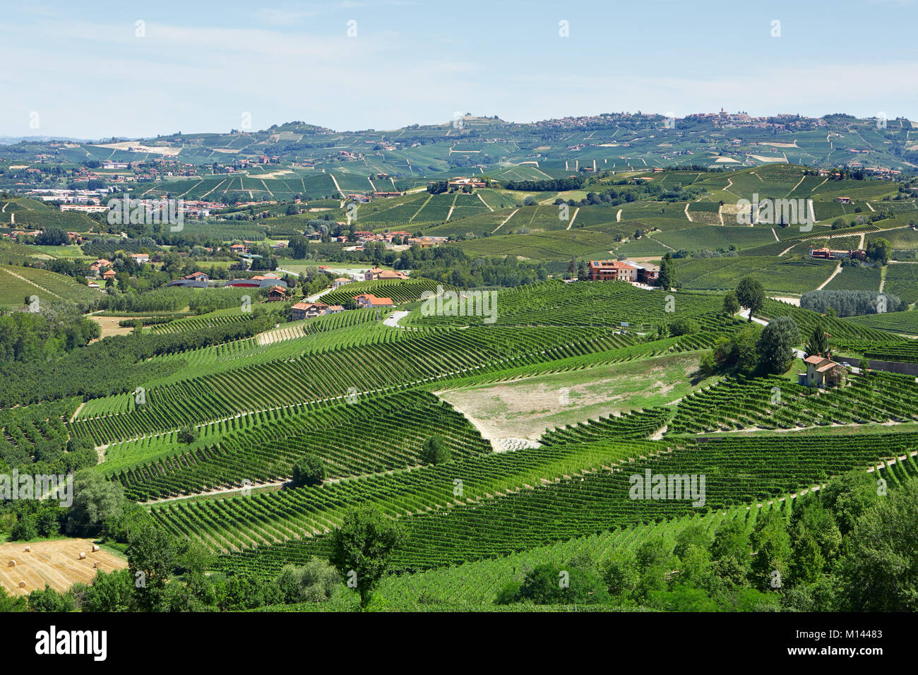 Grüne Landschaft mit Weinbergen in Piemont, Italien Stockfoto
