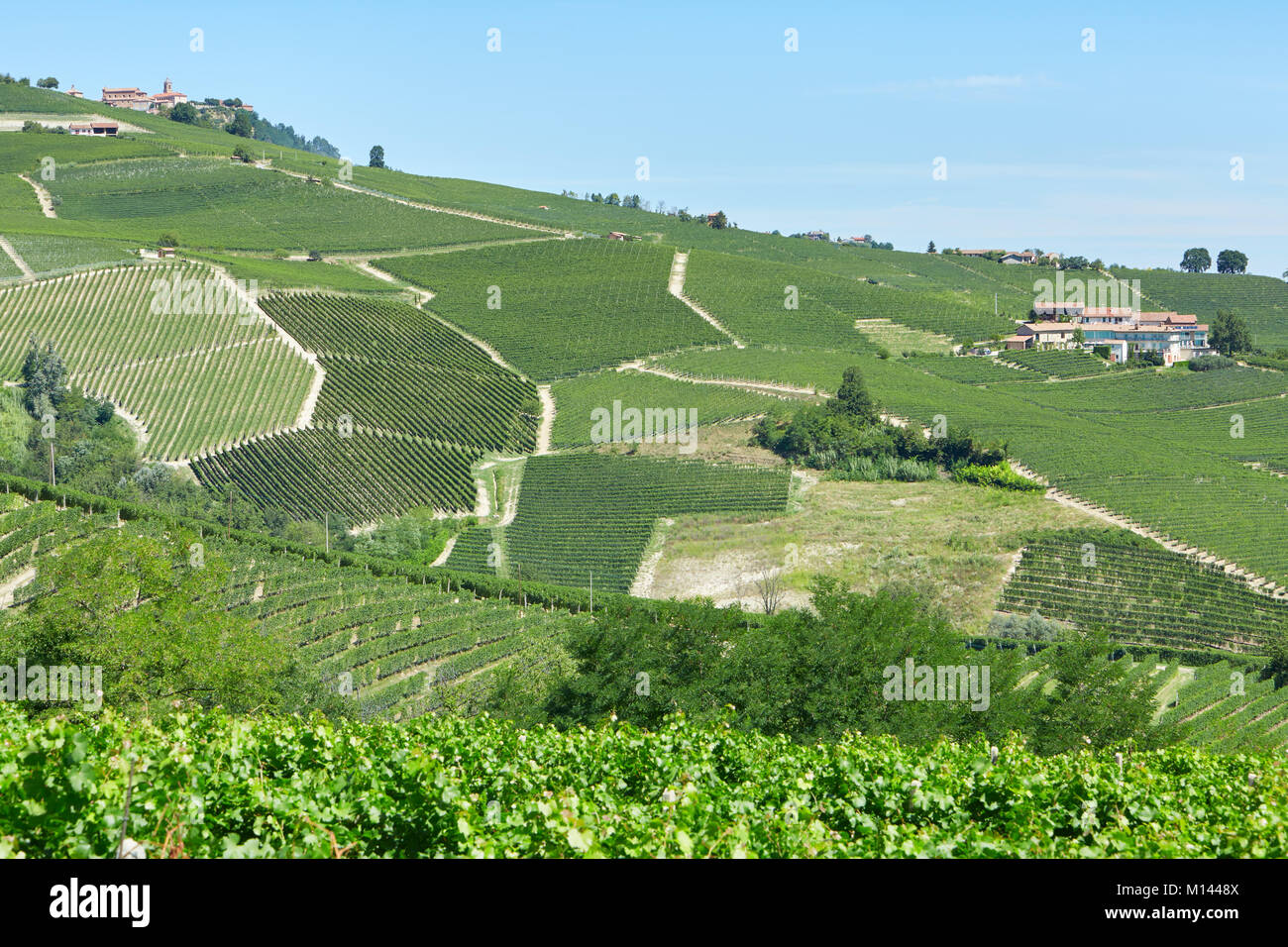 Grüne Landschaft mit Weinbergen in Piemont, Italien an einem sonnigen Tag Stockfoto