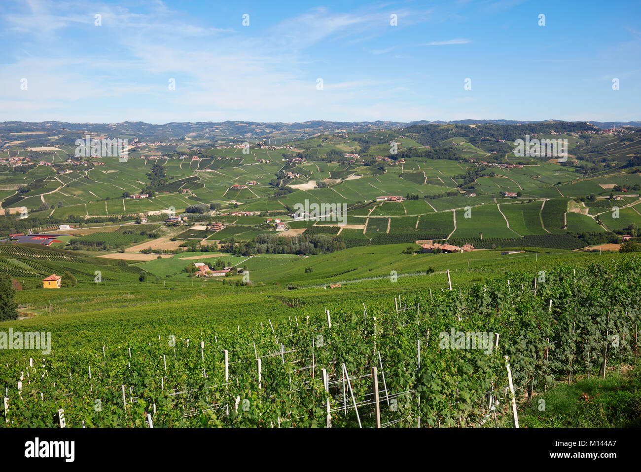 Grünen Weinbergen in Italien an einem sonnigen Tag, blauer Himmel Stockfoto