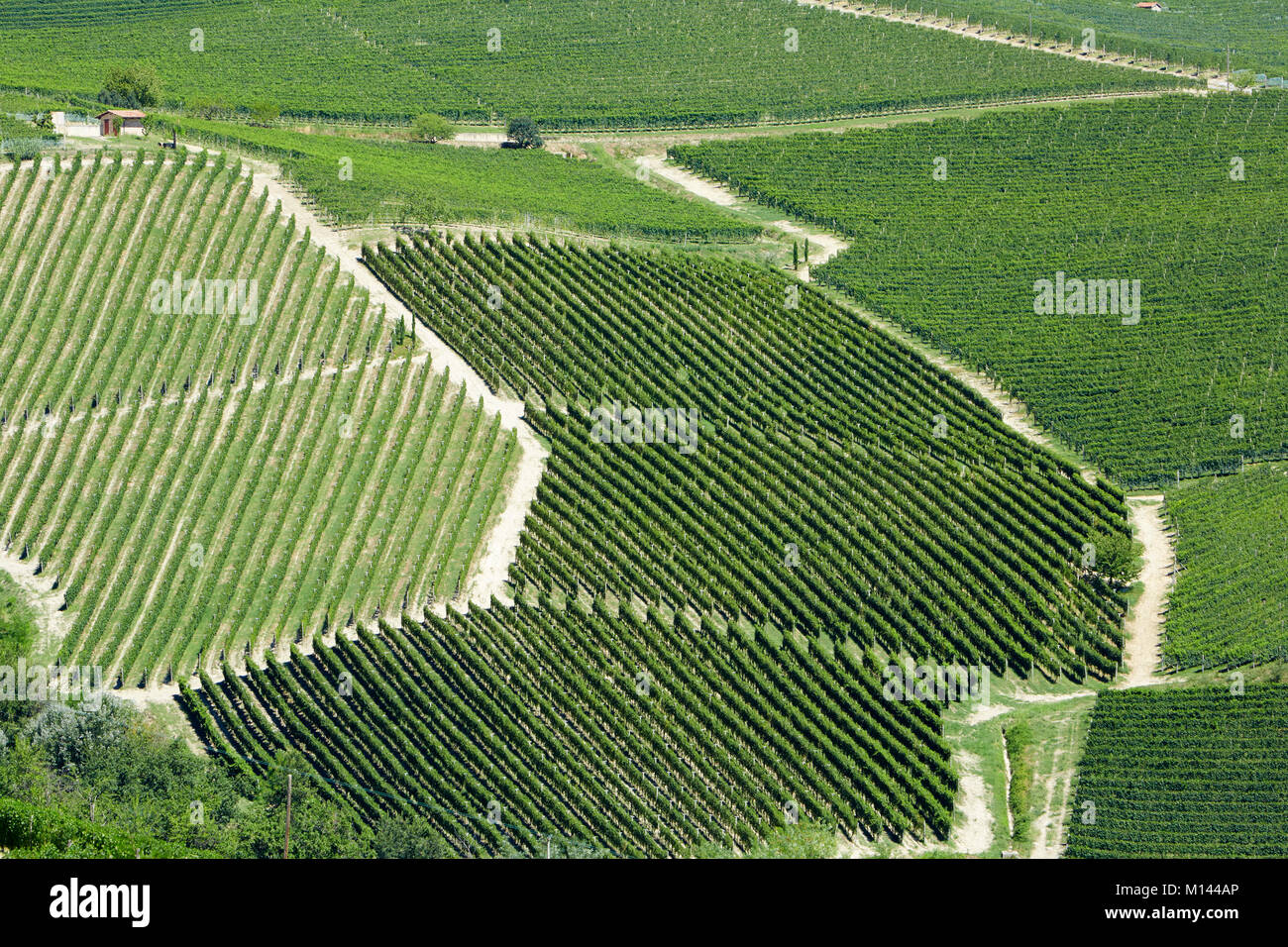 Weinberge grün Hintergrund an einem sonnigen Tag Stockfoto