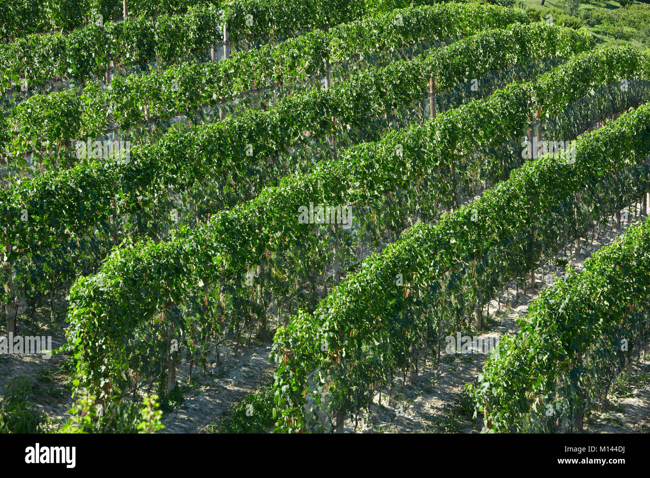 Grüne Weinberge an einem sonnigen Tag Stockfoto