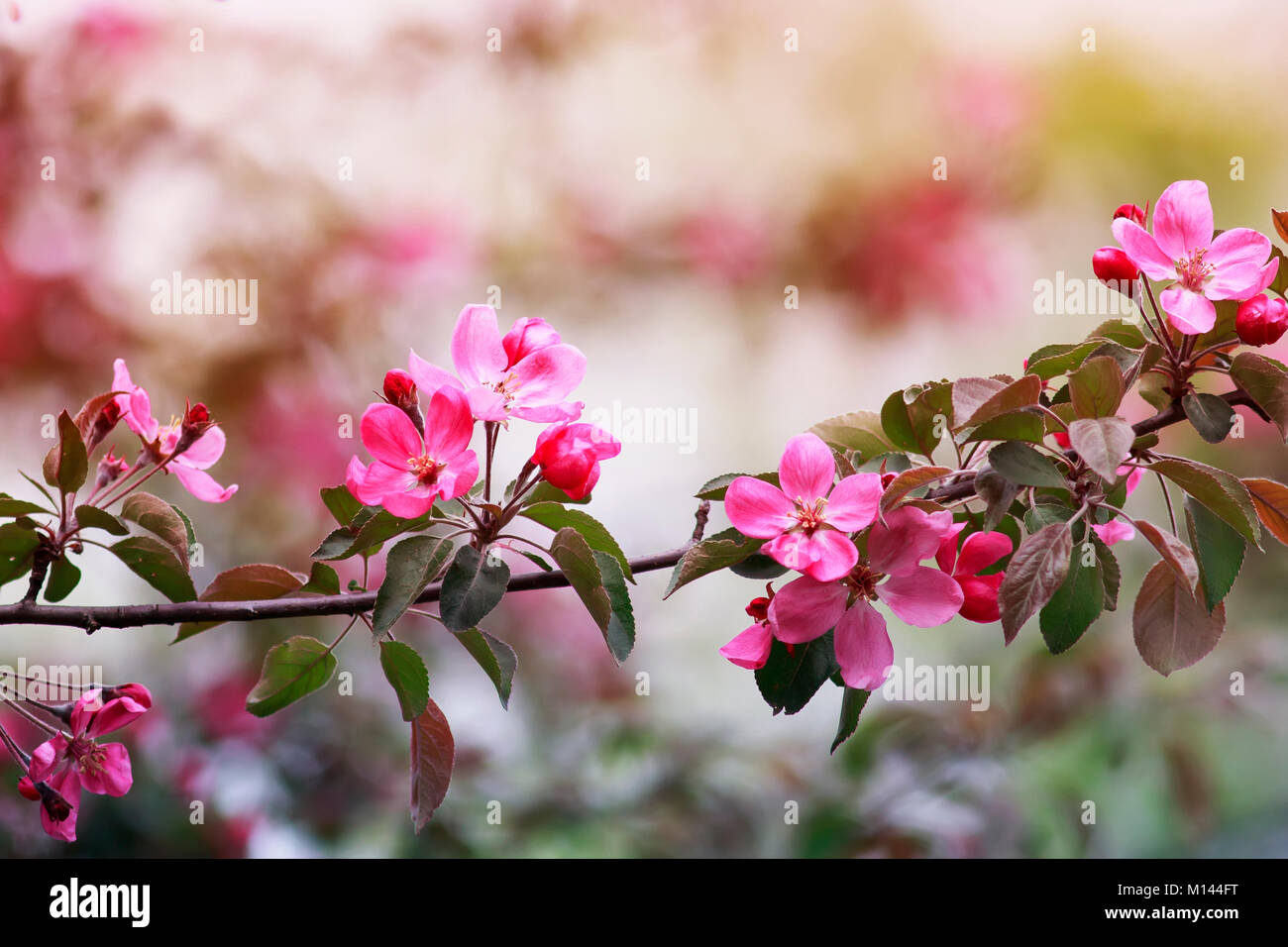 Filiale Apple tree mit Rosa duftenden Blüten im Garten der Frühling kann Stockfoto