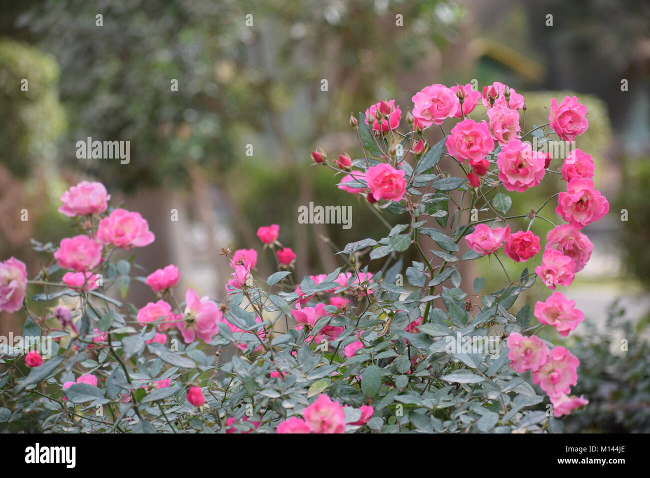 Eine Rose tree Stockfoto