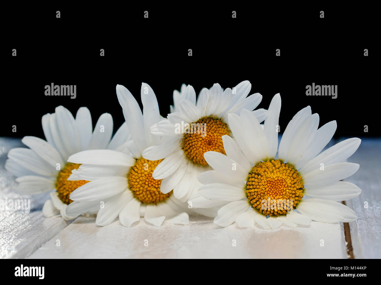 Schönen Blumenstrauß aus zarten weißen Blumen Gänseblümchen auf glänzenden Holztisch Stockfoto