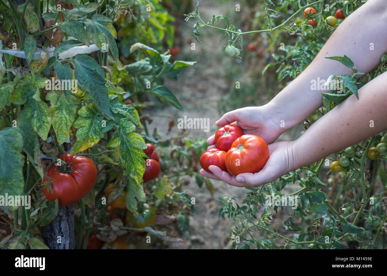 Bauern Hände mit frisch geernteten Tomaten. Frisch geerntete Tomaten in Händen. Junge Mädchen Hand holding Organic Green natürliches und gesundes Essen. Frau Stockfoto