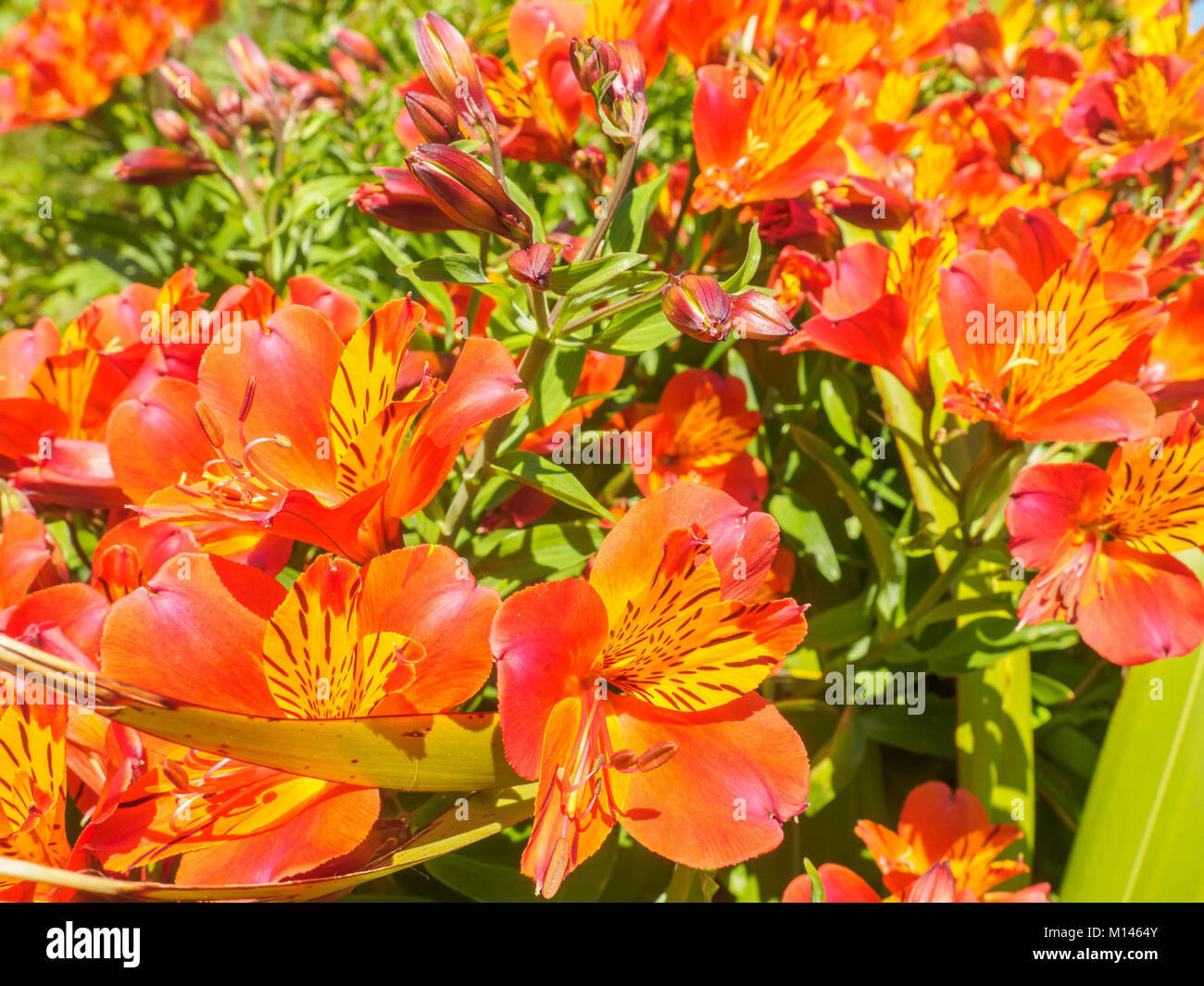 Detailansicht der schönen hellen orange und gelb Peruanischen Lilie oder inkalilie Blumen im Garten an einem sonnigen Tag. Stockfoto