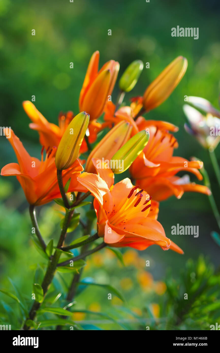 Detailansicht des Orange daylily Blumen im Garten gegen die verschwommen grünen Hintergrund. Stockfoto