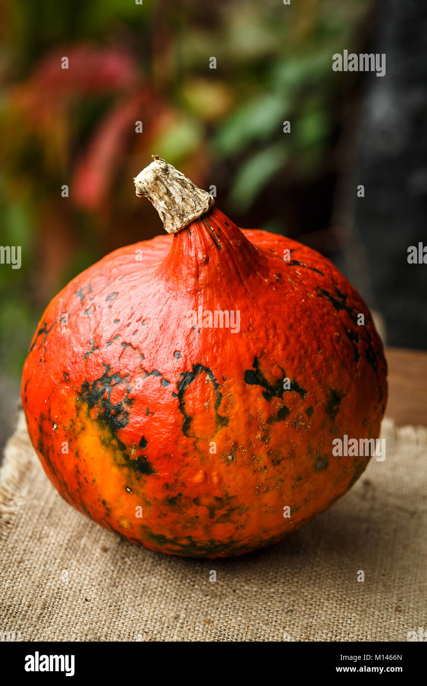 Hokkaido kuerbis pumpkin -Fotos und -Bildmaterial in hoher Auflösung ...