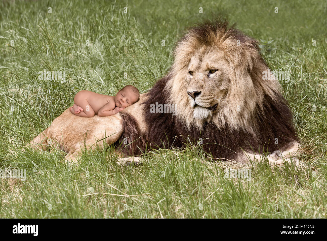 Unschuldige Neugeborene schlafen auf dem Rücken eines Afrika Löwe Stockfoto