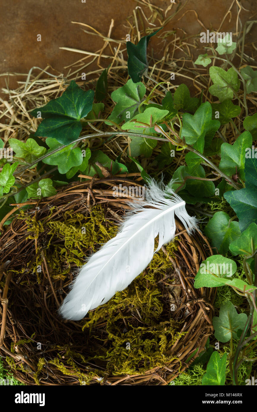 Verlassene Nest mit einer weißen Feder links Stockfoto