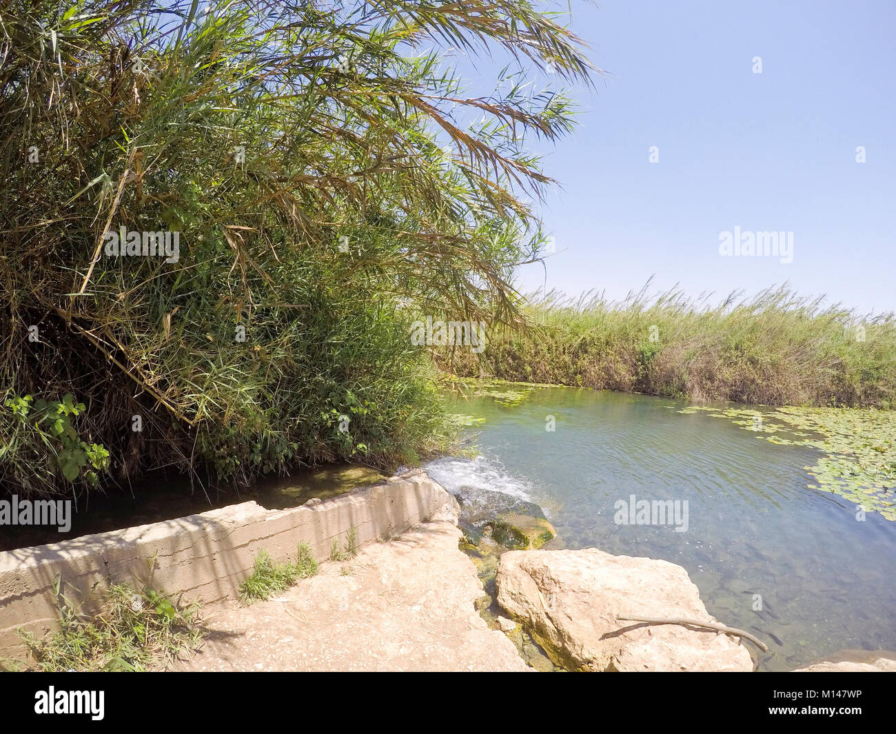 Spatterdock Blumen (Nuphar lutea). Diese Wasserpflanze ist auch wie die gelbe Wasserlilie, Kuh lily bekannt, und gelben Teich - Lily. In der Natur fotografiert. Stockfoto