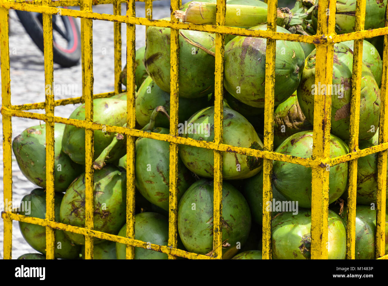 Caged Kokosnüsse, Rio De Janeiro, Brasilien Stockfoto