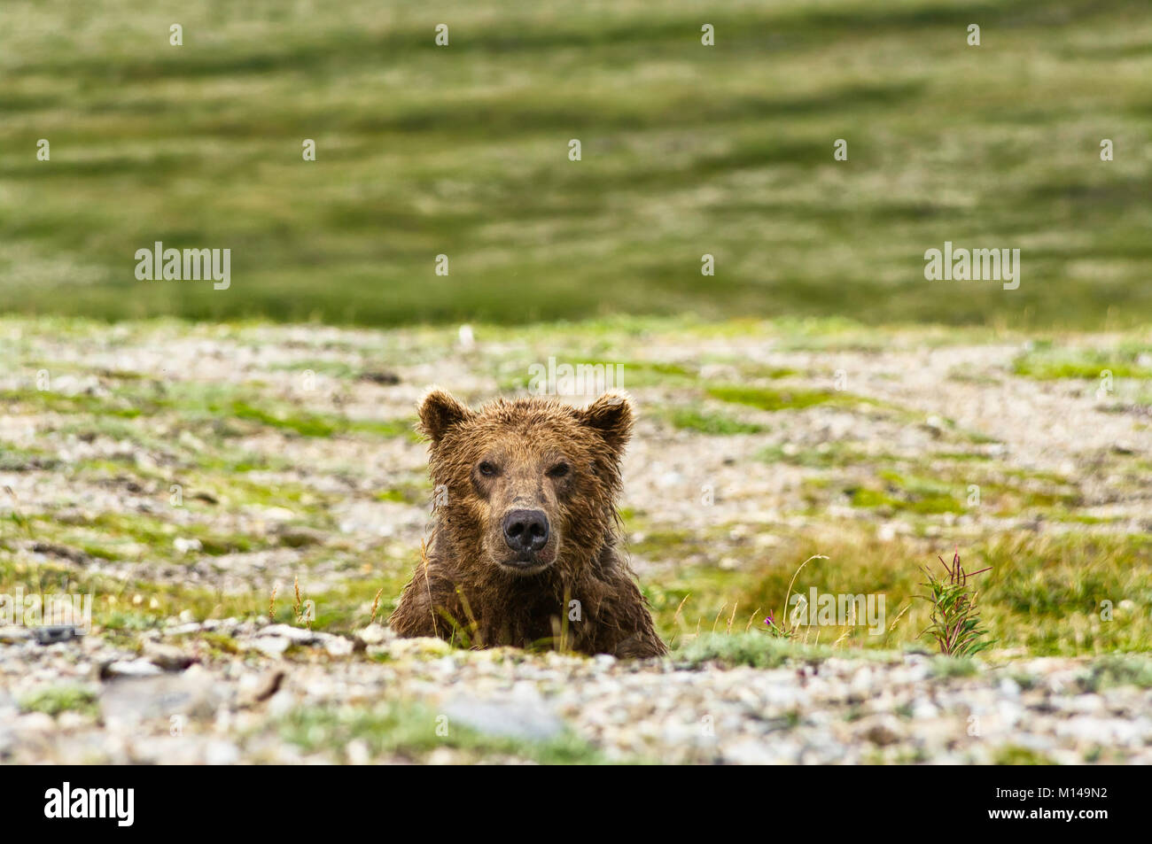 Ein brauner Bär der Kamera im Katmai Halbinsel suchen, Alaska Stockfoto