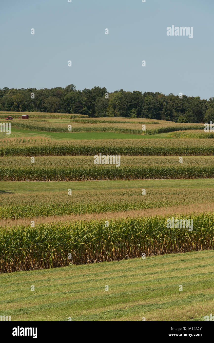 Eine Maisernte außerhalb Reedsburg, Wisconsin, USA, ist in den Bändern gepflanzt für die Fruchtfolge zu ermöglichen. Stockfoto