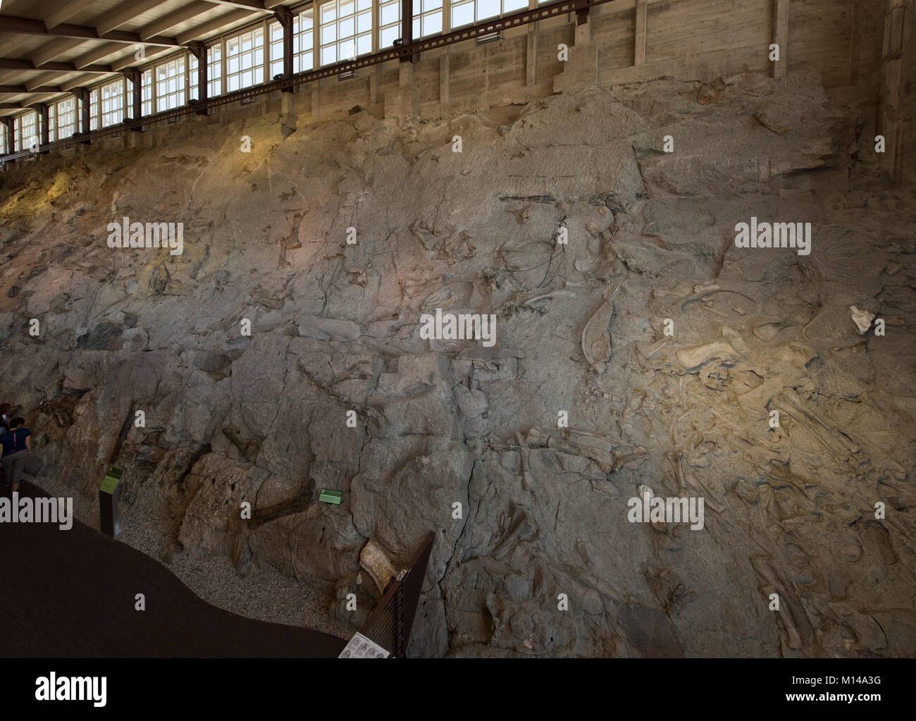 Die Große Mauer im Steinbruch Ausstellungshalle im Dinosaur National Monument in Utah. Die große Mauer der Knochen, verfügt über mehr als 1500 Fossilien eingebettet in Rock Stockfoto