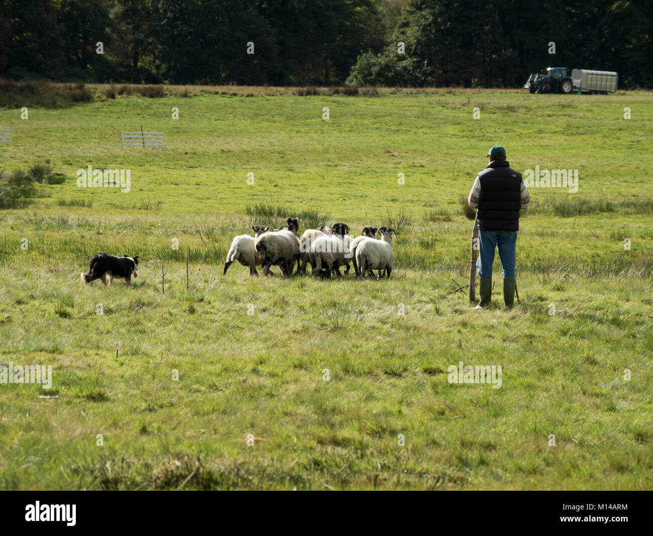 Longshaw schaf Hund Studien Derbyshire Peak District Stockfoto